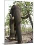 Indian Elephant (Elephus Maximus), Bandhavgarh National Park, Madhya Pradesh State, India, Asia-Thorsten Milse-Mounted Photographic Print
