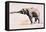 Indian Elephant, Khana-Mark Adlington-Framed Stretched Canvas