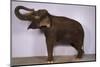 Indian Elephant Making Noise-DLILLC-Mounted Photographic Print
