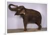 Indian Elephant Making Noise-DLILLC-Framed Photographic Print