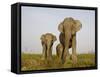 Indian Elephant Mother with 5-Day Baby and its Older Sibling, Controlled Conditions, Assam, India-T.j. Rich-Framed Stretched Canvas