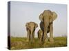 Indian Elephant Mother with 5-Day Baby and its Older Sibling, Controlled Conditions, Assam, India-T.j. Rich-Stretched Canvas