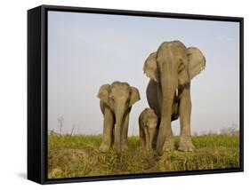 Indian Elephant Mother with 5-Day Baby and its Older Sibling, Controlled Conditions, Assam, India-T.j. Rich-Framed Stretched Canvas