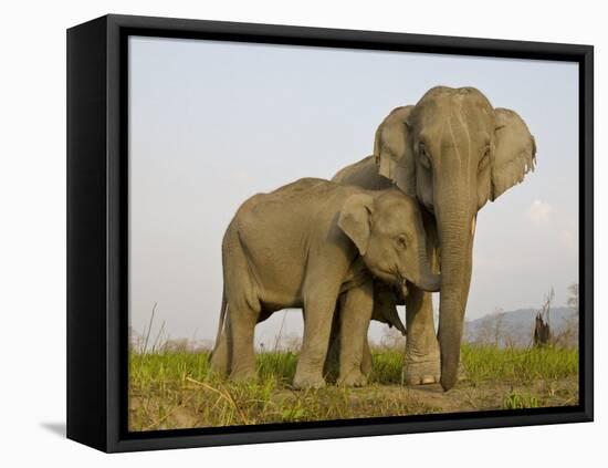 Indian Elephant Mother with 5-Day Baby and its Older Sibling, Controlled Conditions, Assam, India-T.j. Rich-Framed Stretched Canvas