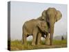 Indian Elephant Mother with 5-Day Baby and its Older Sibling, Controlled Conditions, Assam, India-T.j. Rich-Stretched Canvas