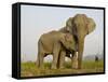 Indian Elephant Mother with 5-Day Baby and its Older Sibling, Controlled Conditions, Assam, India-T.j. Rich-Framed Stretched Canvas