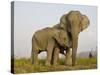 Indian Elephant Mother with 5-Day Baby and its Older Sibling, Controlled Conditions, Assam, India-T.j. Rich-Stretched Canvas