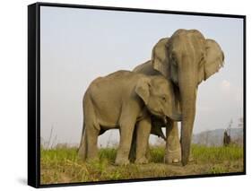 Indian Elephant Mother with 5-Day Baby and its Older Sibling, Controlled Conditions, Assam, India-T.j. Rich-Framed Stretched Canvas