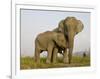 Indian Elephant Mother with 5-Day Baby and its Older Sibling, Controlled Conditions, Assam, India-T.j. Rich-Framed Premium Photographic Print