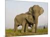 Indian Elephant Mother with 5-Day Baby and its Older Sibling, Controlled Conditions, Assam, India-T.j. Rich-Mounted Premium Photographic Print