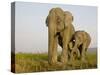 Indian Elephant Mother with 5-Day Baby and its Older Sibling, Controlled Conditions, Assam, India-T.j. Rich-Stretched Canvas