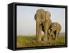 Indian Elephant Mother with 5-Day Baby and its Older Sibling, Controlled Conditions, Assam, India-T.j. Rich-Framed Stretched Canvas