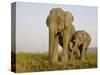 Indian Elephant Mother with 5-Day Baby and its Older Sibling, Controlled Conditions, Assam, India-T.j. Rich-Stretched Canvas