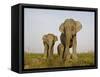 Indian Elephant Mother with 5-Day Baby and its Older Sibling, Controlled Conditions, Assam, India-T.j. Rich-Framed Stretched Canvas