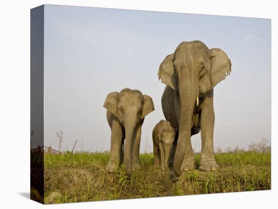 Indian Elephant Mother with 5-Day Baby and its Older Sibling, Controlled Conditions, Assam, India-T.j. Rich-Stretched Canvas