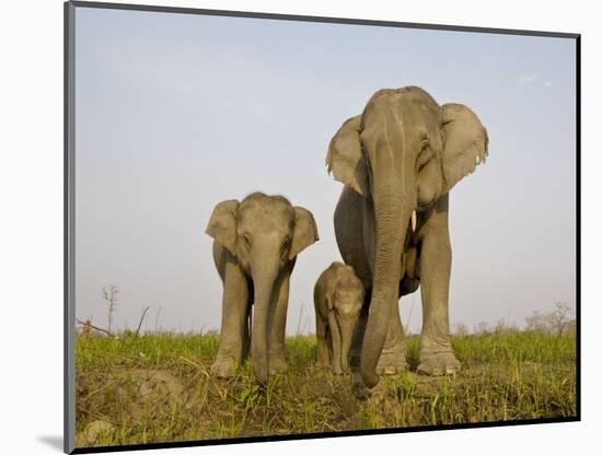 Indian Elephant Mother with 5-Day Baby and its Older Sibling, Controlled Conditions, Assam, India-T.j. Rich-Mounted Photographic Print