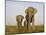 Indian Elephant Mother with 5-Day Baby and its Older Sibling, Controlled Conditions, Assam, India-T.j. Rich-Mounted Photographic Print