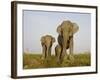 Indian Elephant Mother with 5-Day Baby and its Older Sibling, Controlled Conditions, Assam, India-T.j. Rich-Framed Photographic Print