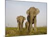 Indian Elephant Mother with 5-Day Baby and its Older Sibling, Controlled Conditions, Assam, India-T.j. Rich-Mounted Photographic Print