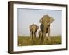 Indian Elephant Mother with 5-Day Baby and its Older Sibling, Controlled Conditions, Assam, India-T.j. Rich-Framed Photographic Print