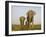 Indian Elephant Mother with 5-Day Baby and its Older Sibling, Controlled Conditions, Assam, India-T.j. Rich-Framed Photographic Print