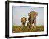 Indian Elephant Mother with 5-Day Baby and its Older Sibling, Controlled Conditions, Assam, India-T.j. Rich-Framed Photographic Print