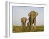 Indian Elephant Mother with 5-Day Baby and its Older Sibling, Controlled Conditions, Assam, India-T.j. Rich-Framed Photographic Print