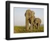 Indian Elephant Mother with 5-Day Baby and its Older Sibling, Controlled Conditions, Assam, India-T.j. Rich-Framed Photographic Print