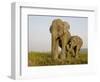 Indian Elephant Mother with 5-Day Baby and its Older Sibling, Controlled Conditions, Assam, India-T.j. Rich-Framed Photographic Print