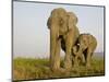 Indian Elephant Mother with 5-Day Baby and its Older Sibling, Controlled Conditions, Assam, India-T.j. Rich-Mounted Photographic Print