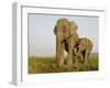 Indian Elephant Mother with 5-Day Baby and its Older Sibling, Controlled Conditions, Assam, India-T.j. Rich-Framed Photographic Print