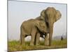 Indian Elephant Mother with 5-Day Baby and its Older Sibling, Controlled Conditions, Assam, India-T.j. Rich-Mounted Photographic Print