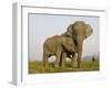 Indian Elephant Mother with 5-Day Baby and its Older Sibling, Controlled Conditions, Assam, India-T.j. Rich-Framed Photographic Print