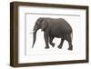 Indian Elephant Walking-DLILLC-Framed Photographic Print