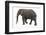 Indian Elephant Walking-DLILLC-Framed Photographic Print