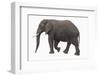 Indian Elephant Walking-DLILLC-Framed Photographic Print