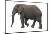 Indian Elephant Walking-DLILLC-Mounted Photographic Print