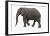 Indian Elephant Walking-DLILLC-Framed Photographic Print