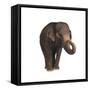 Indian Elephant-DLILLC-Framed Stretched Canvas