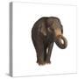 Indian Elephant-DLILLC-Stretched Canvas