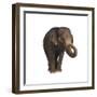 Indian Elephant-DLILLC-Framed Premium Photographic Print