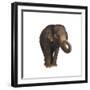 Indian Elephant-DLILLC-Framed Premium Photographic Print