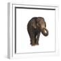 Indian Elephant-DLILLC-Framed Premium Photographic Print