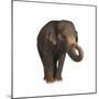 Indian Elephant-DLILLC-Mounted Premium Photographic Print