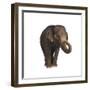 Indian Elephant-DLILLC-Framed Photographic Print