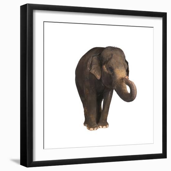 Indian Elephant-DLILLC-Framed Photographic Print