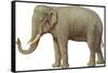 Indian Elephant-null-Framed Stretched Canvas