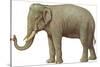 Indian Elephant-null-Stretched Canvas