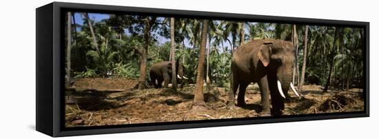 Indian Elephants in a Sanctuary, Punnathurkotta, Guruvayur, Kerala, India-null-Framed Stretched Canvas