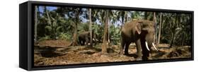 Indian Elephants in a Sanctuary, Punnathurkotta, Guruvayur, Kerala, India-null-Framed Stretched Canvas